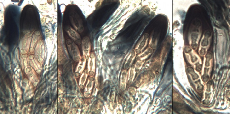Caloplaca ochracea image