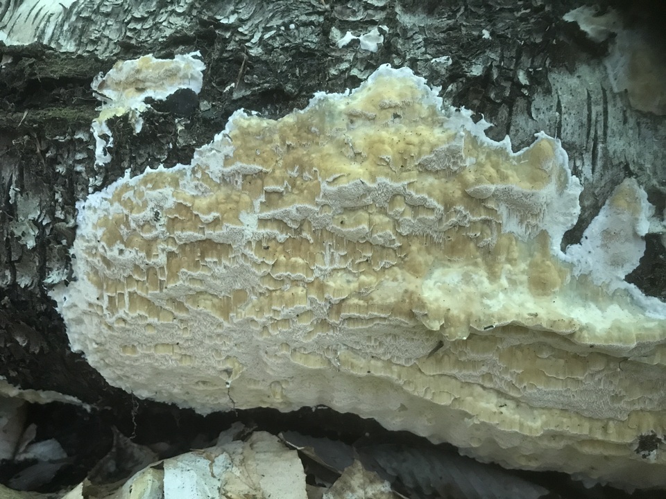 Physisporinus image