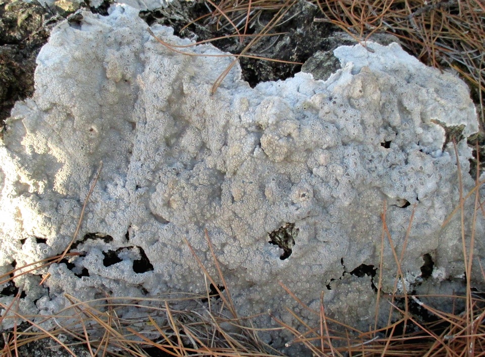 Diploschistes ocellatus image