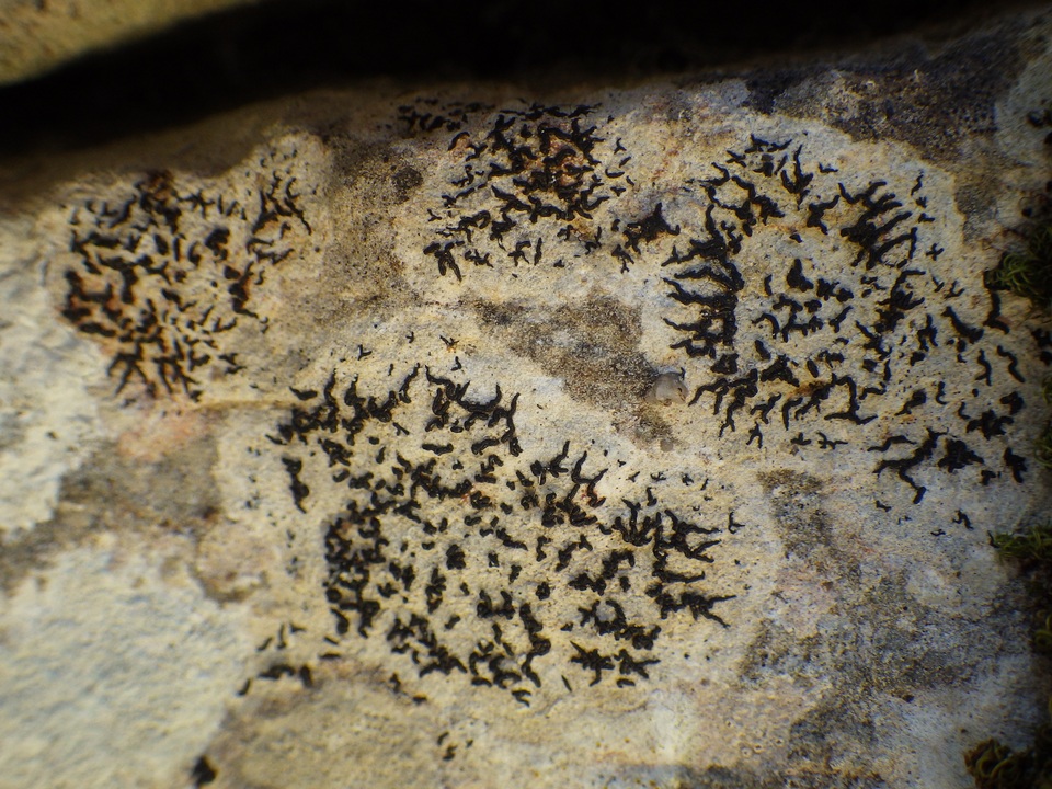 Arthonia calcarea image