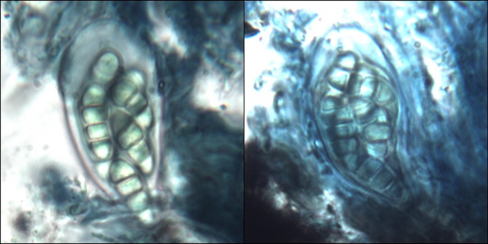 Arthonia calcarea image