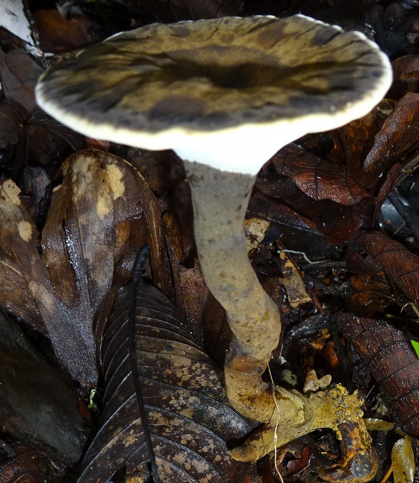 Foraminispora rugosa image