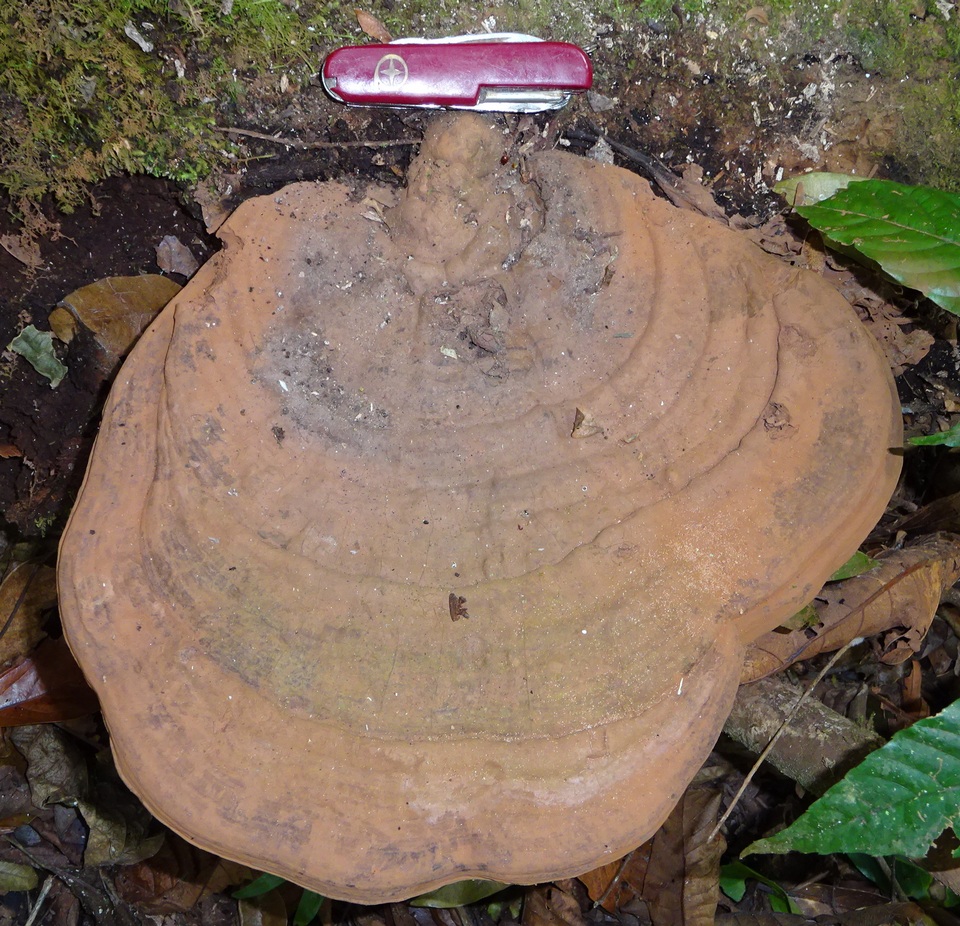 Ganoderma fornicatum image