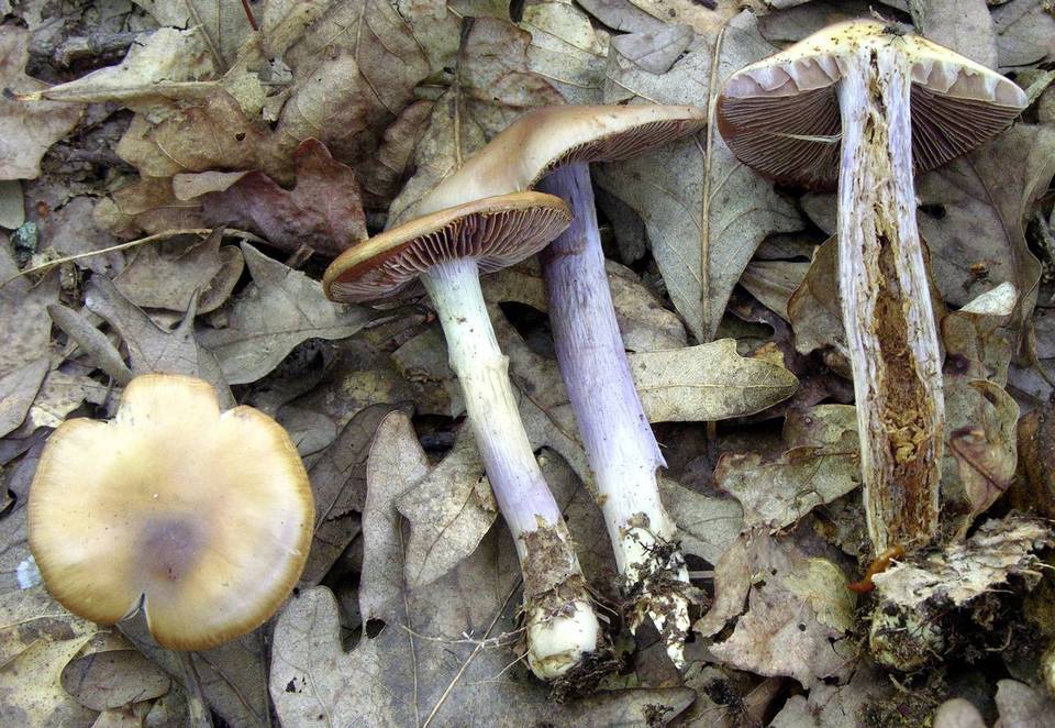 Cortinarius cylindripes image