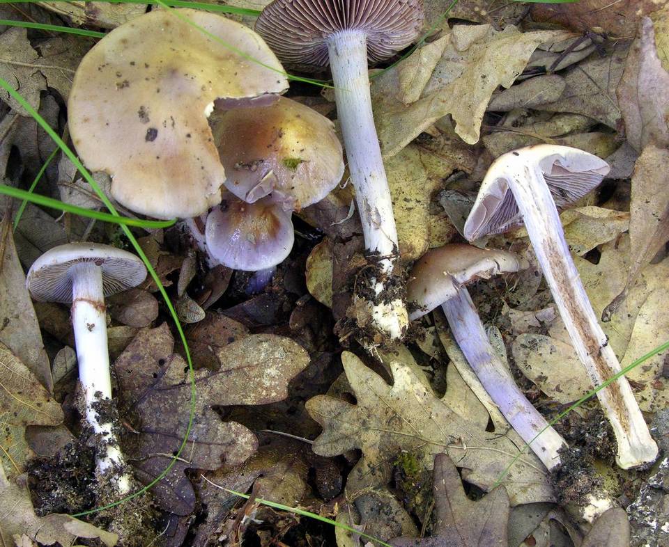 Cortinarius cylindripes image