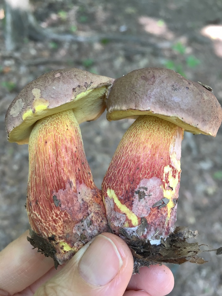 Boletus billieae image