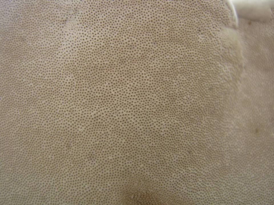 Fomes inzengae image