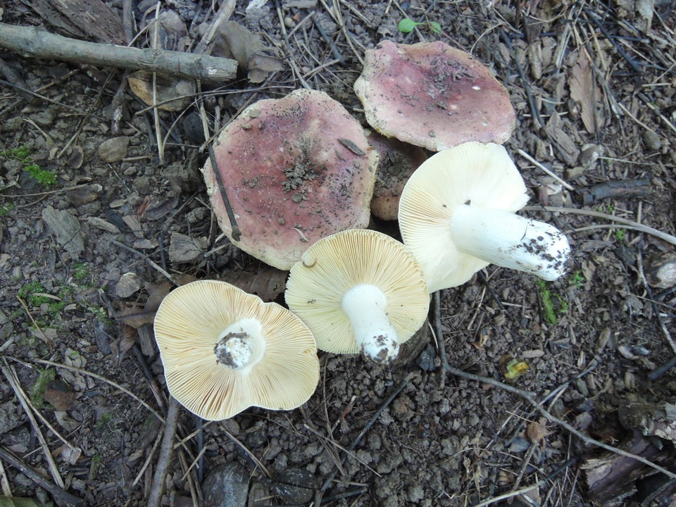 Russula veternosa image