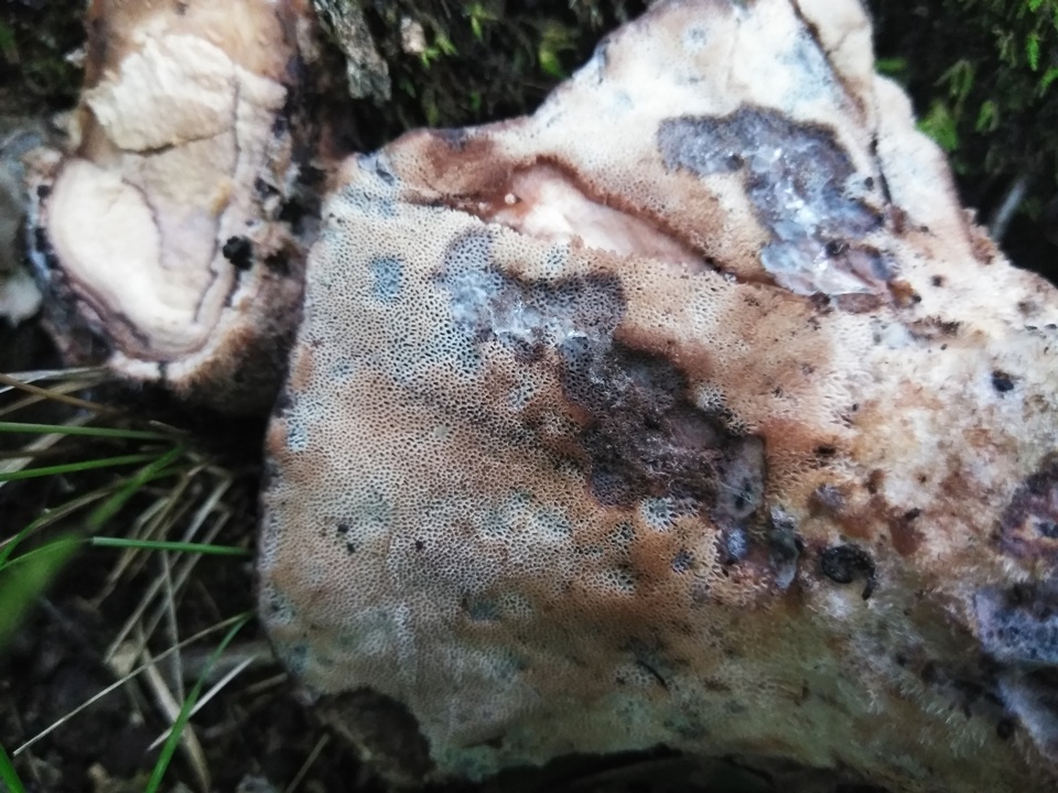 Laetiporus persicinus image