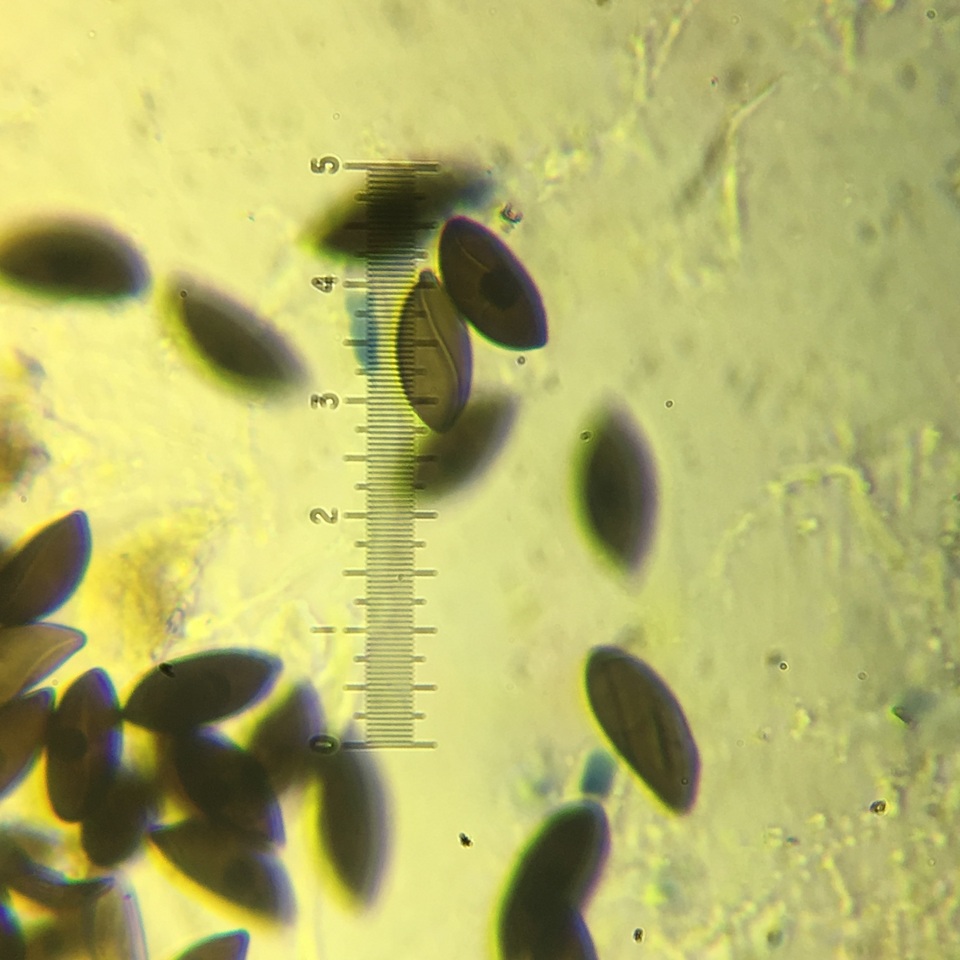 Stilbohypoxylon quisquiliarum image