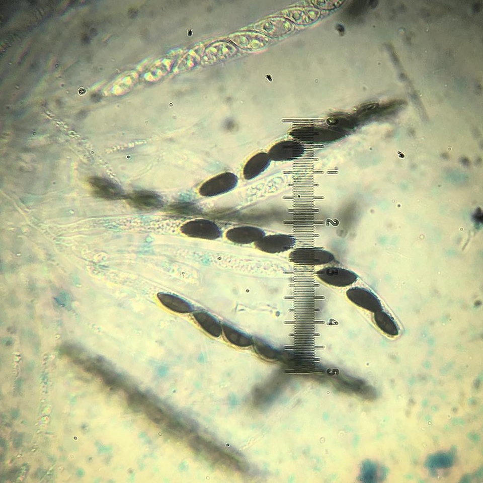 Hypoxylon ferrugineum image