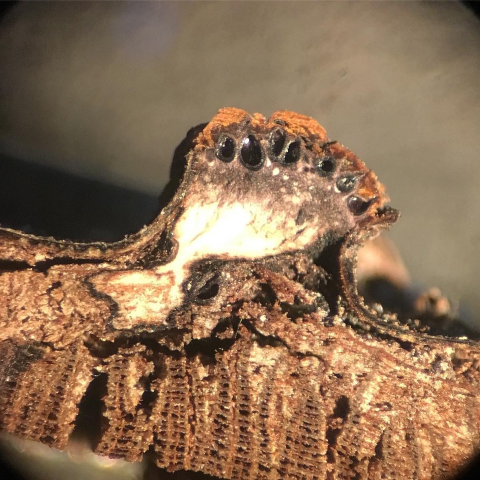 Hypoxylon ferrugineum image