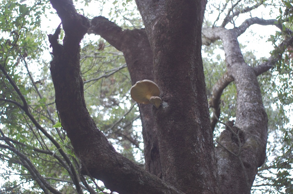 Pleurotus smithii image