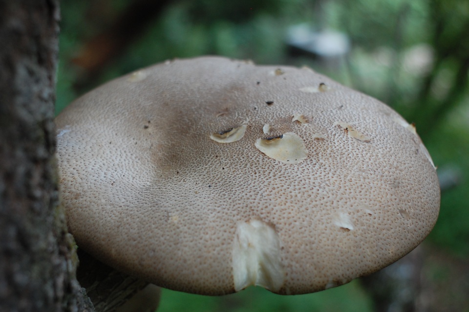 Pleurotus smithii image