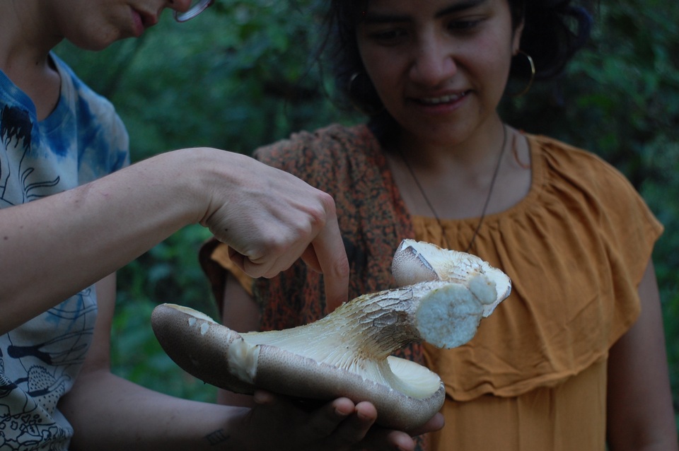 Pleurotus smithii image