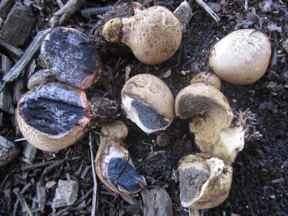Scleroderma albidum image