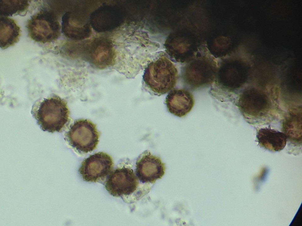 Scleroderma albidum image