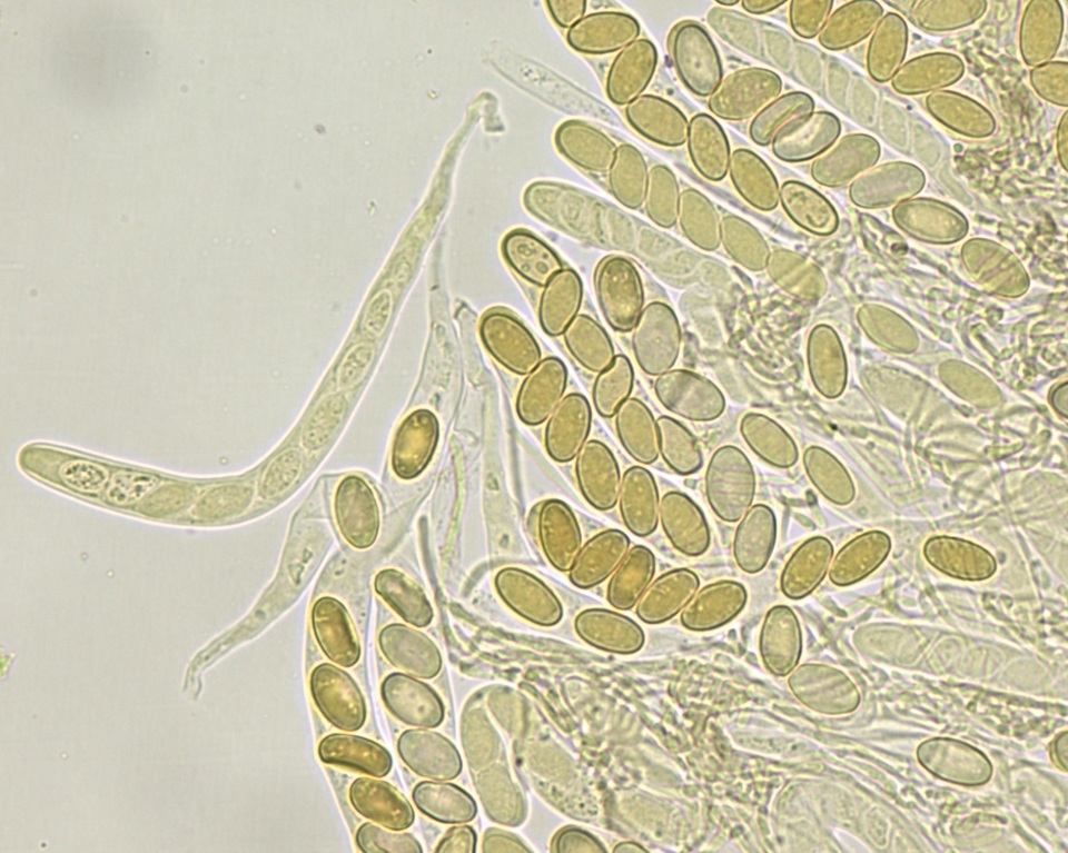 Pseudombrophila cervaria image