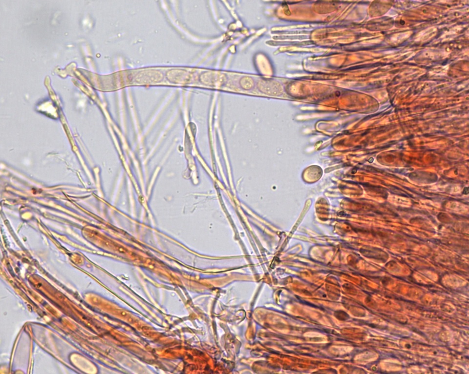 Pseudombrophila cervaria image