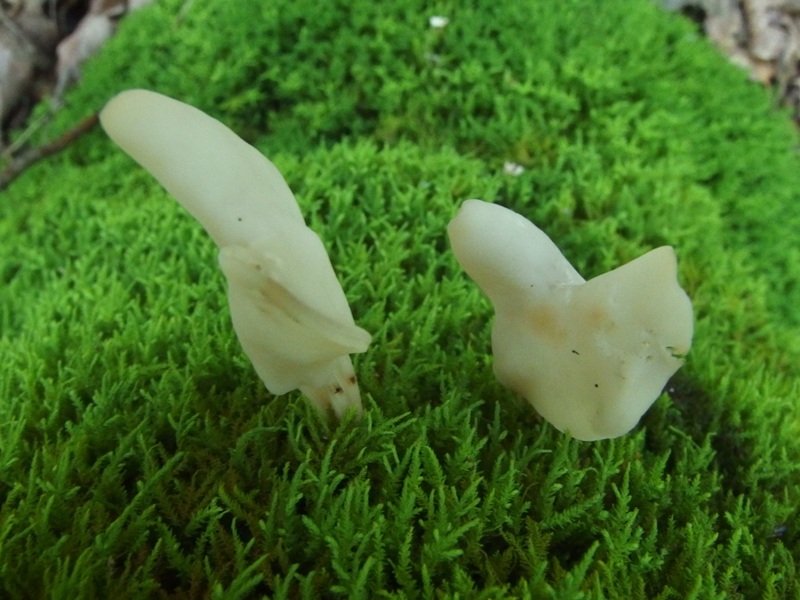 Helvella lactea image