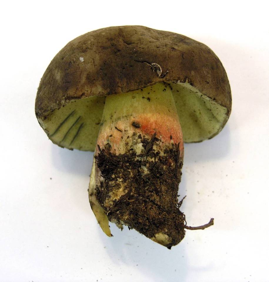 Boletus frustosus image