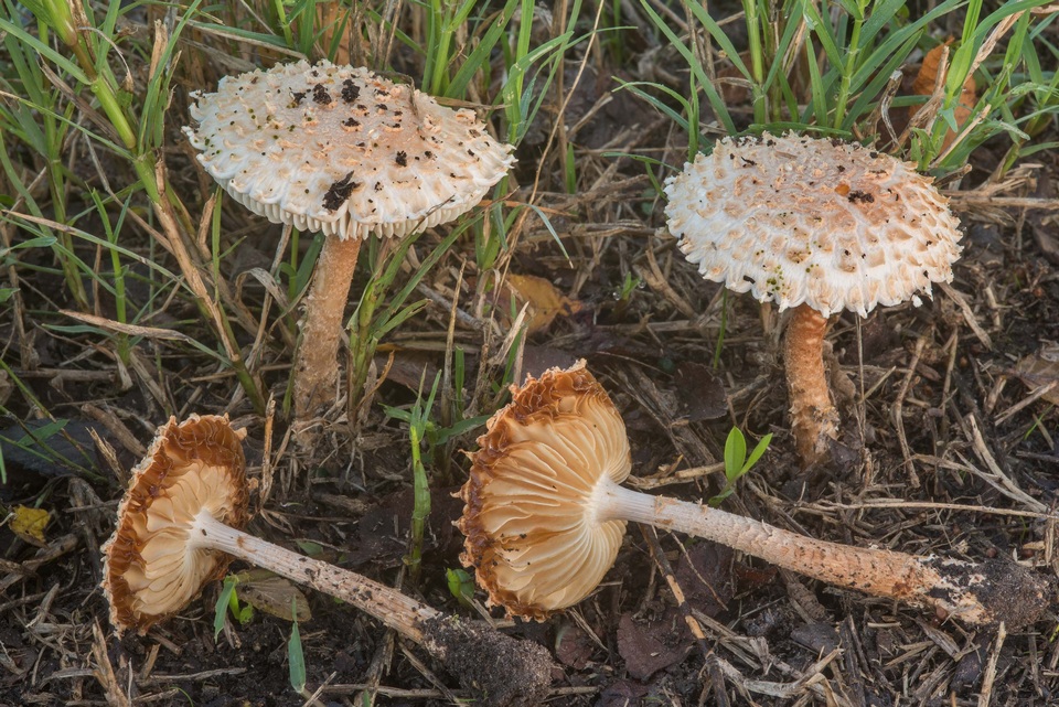 Amanita subcaligata image