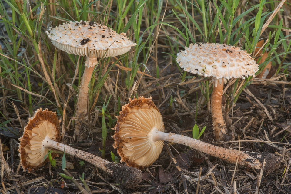 Amanita subcaligata image