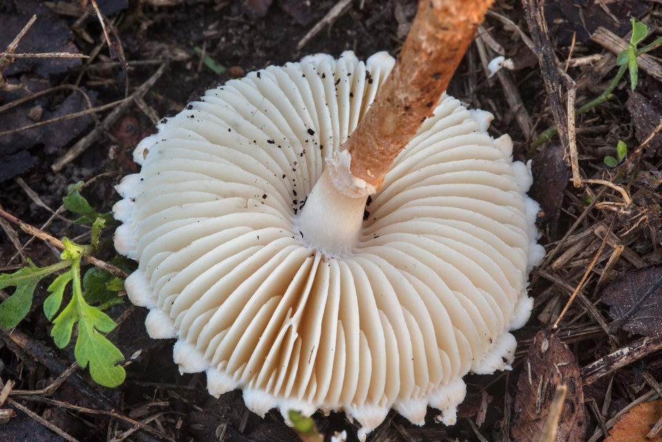 Amanita subcaligata image