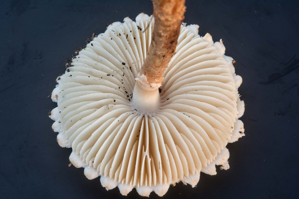 Amanita subcaligata image