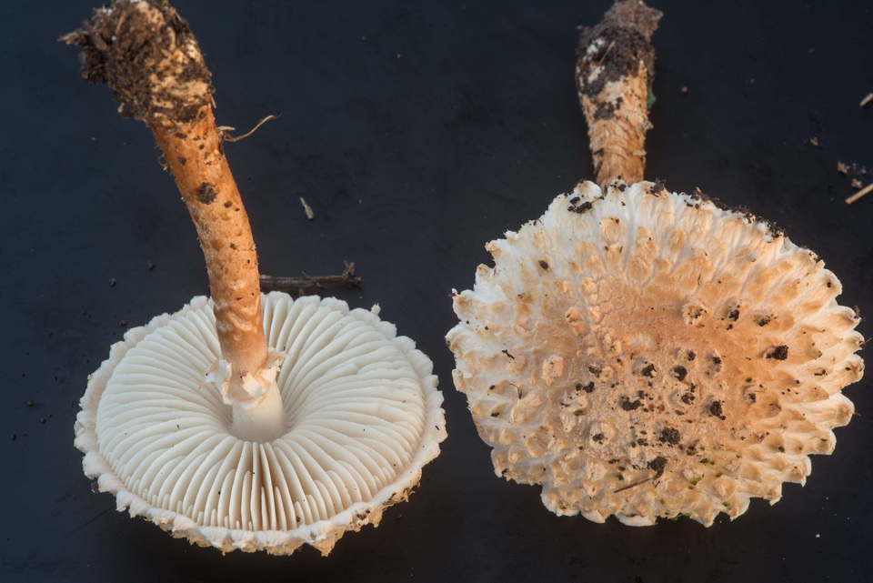 Amanita subcaligata image