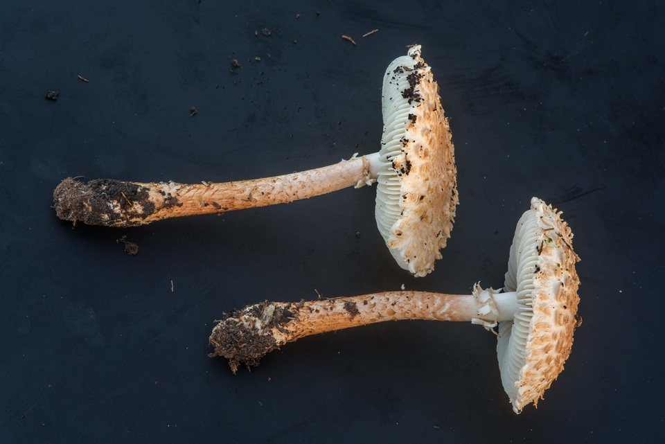 Amanita subcaligata image