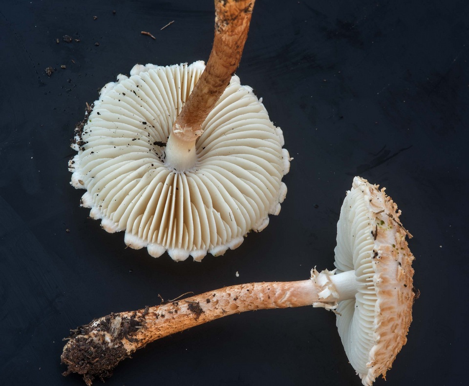 Amanita subcaligata image
