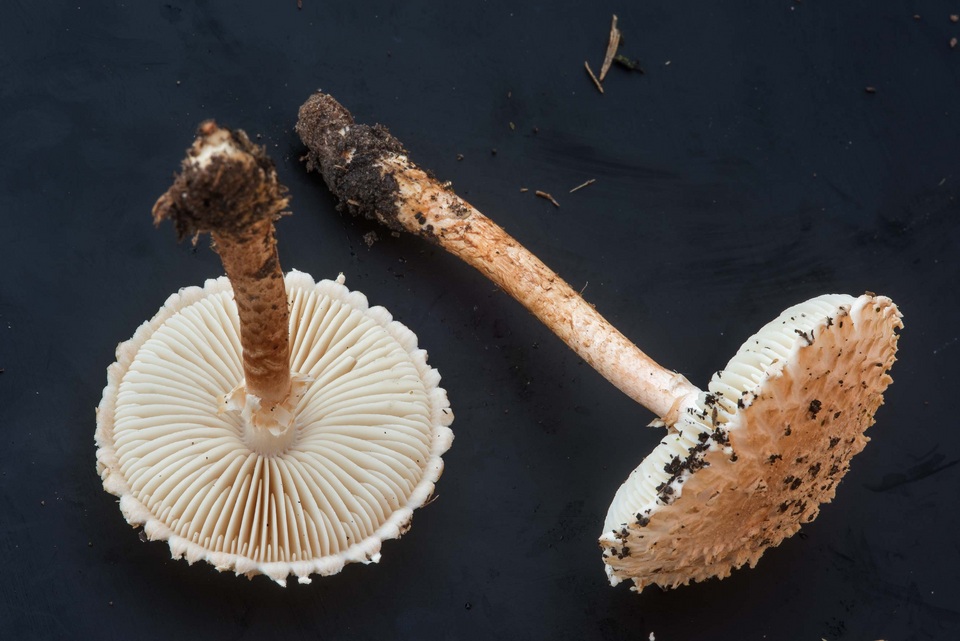 Amanita subcaligata image