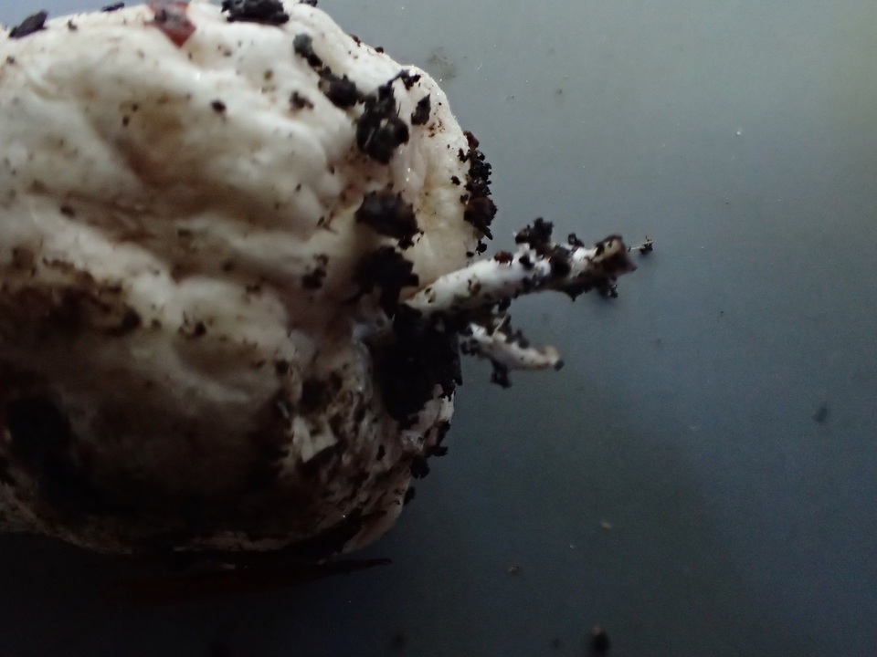 Agaricus bresadolanus image