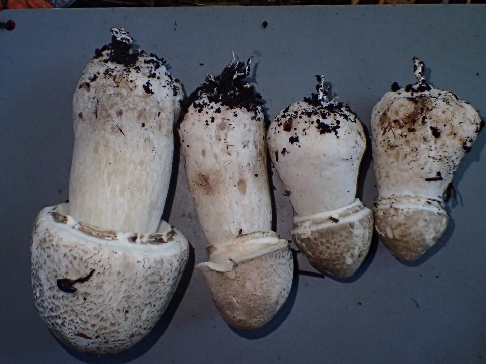 Agaricus bresadolanus image