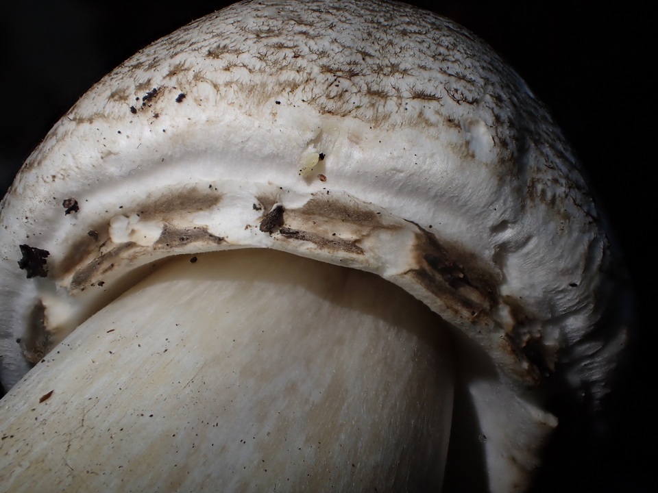 Agaricus bresadolanus image