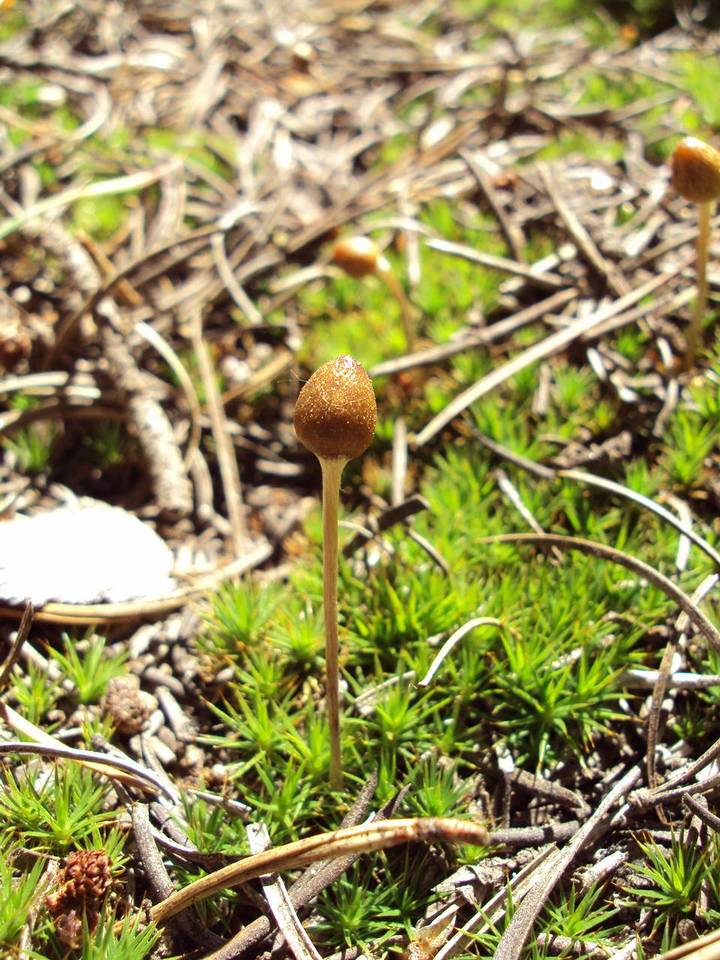 Galeropsis image