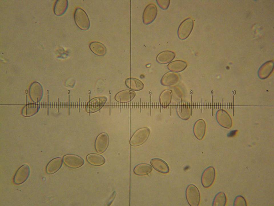Galeropsis polytrichoides image