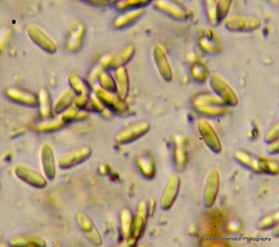 Rhizopogon brunneiniger image