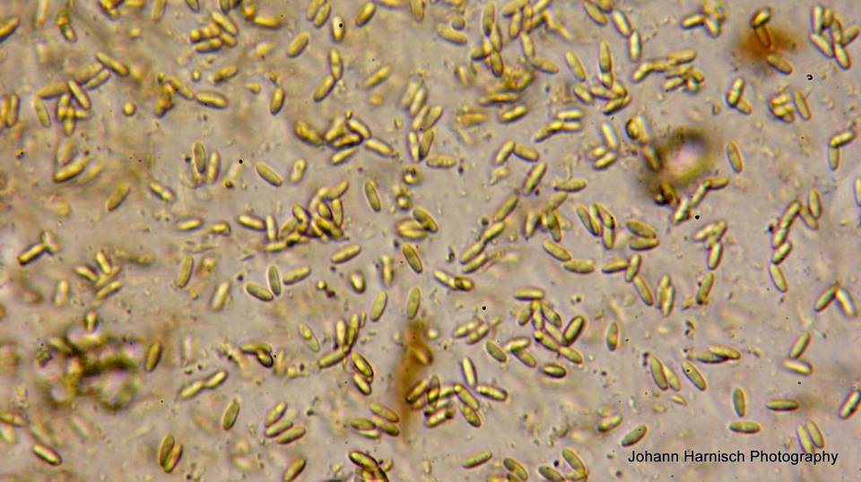 Rhizopogon brunneiniger image