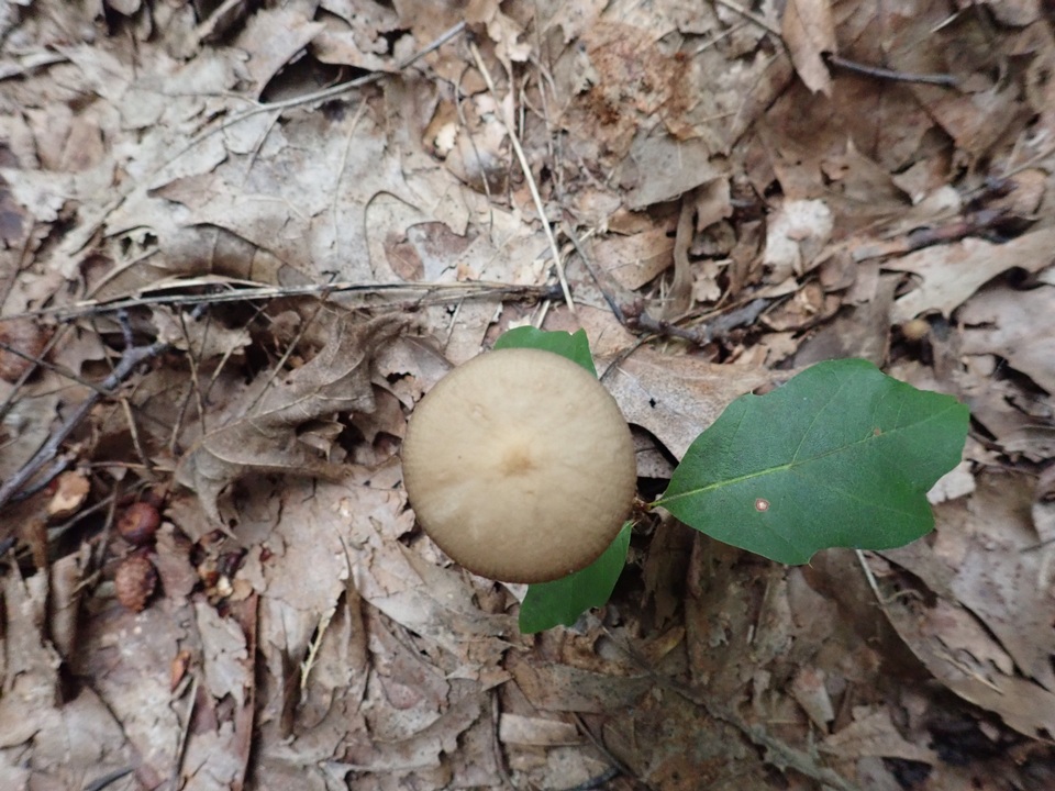 Oudemansiella furfuracea image