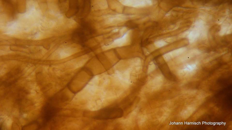 Rhizopogon brunneiniger image