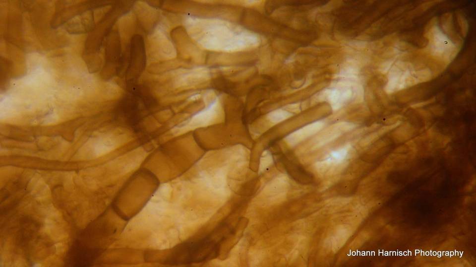 Rhizopogon brunneiniger image