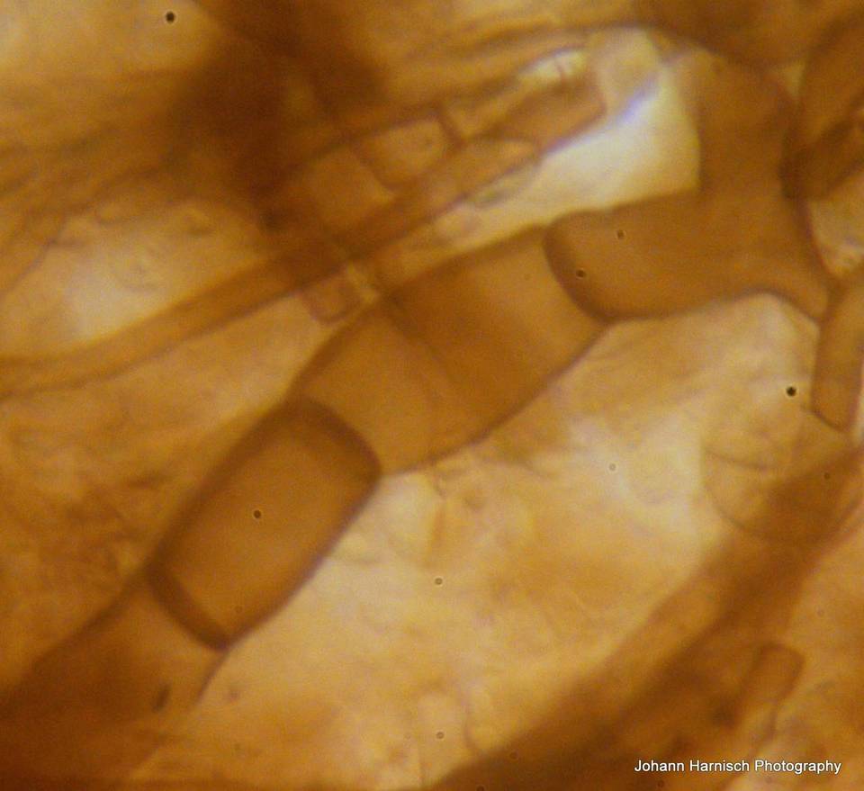 Rhizopogon brunneiniger image