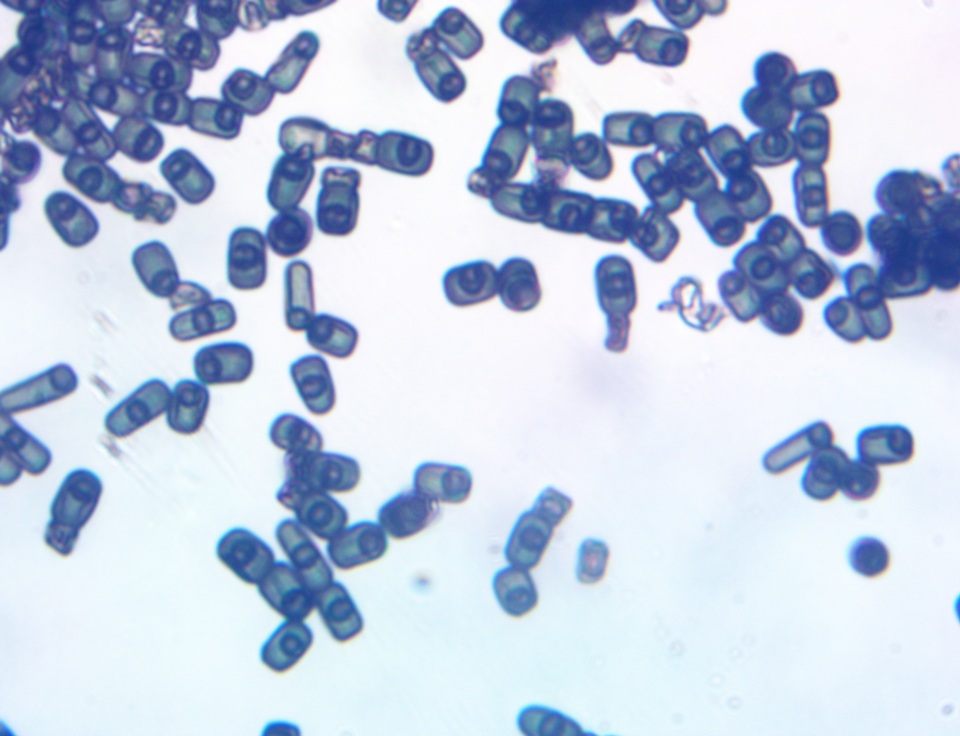 Thuemenella cubispora image