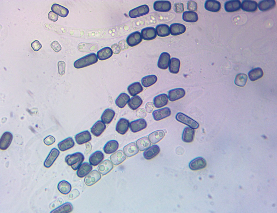 Thuemenella image