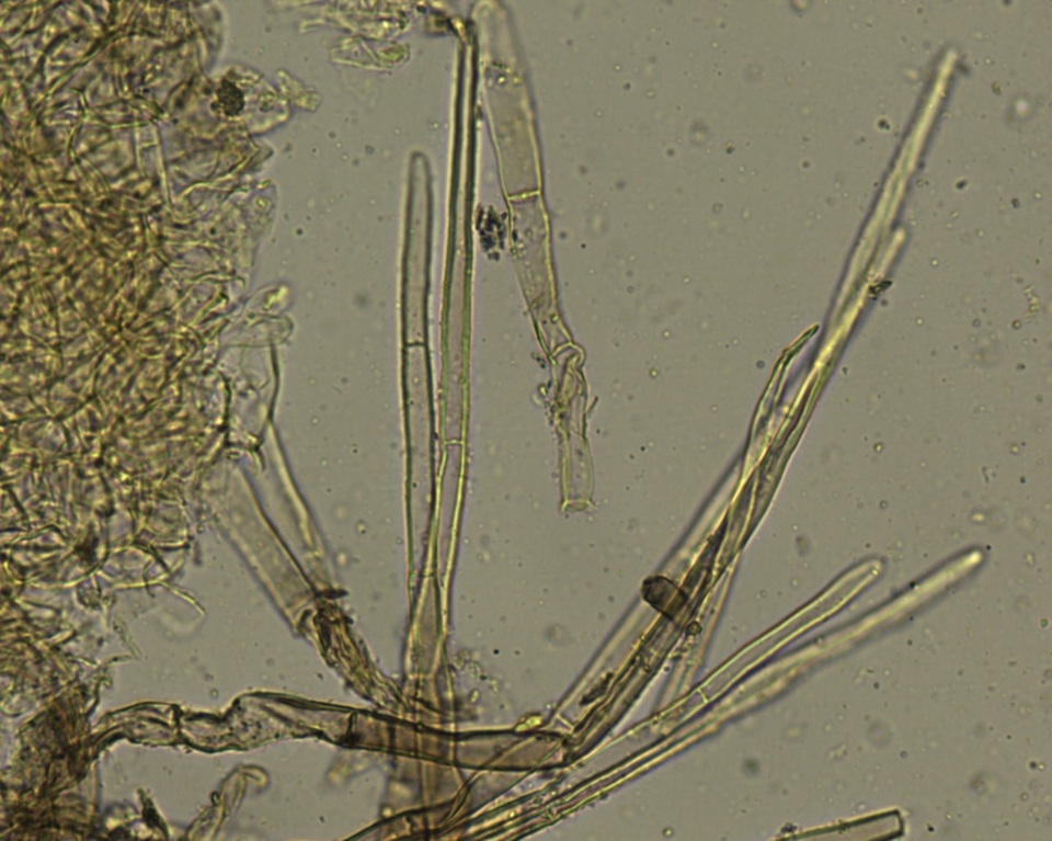 Ascorhizoctonia praecox image