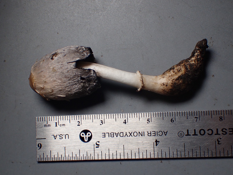 Coprinus palmeranus image