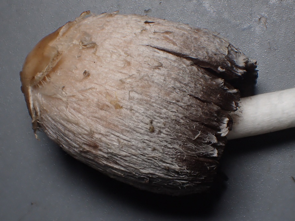 Coprinus palmeranus image