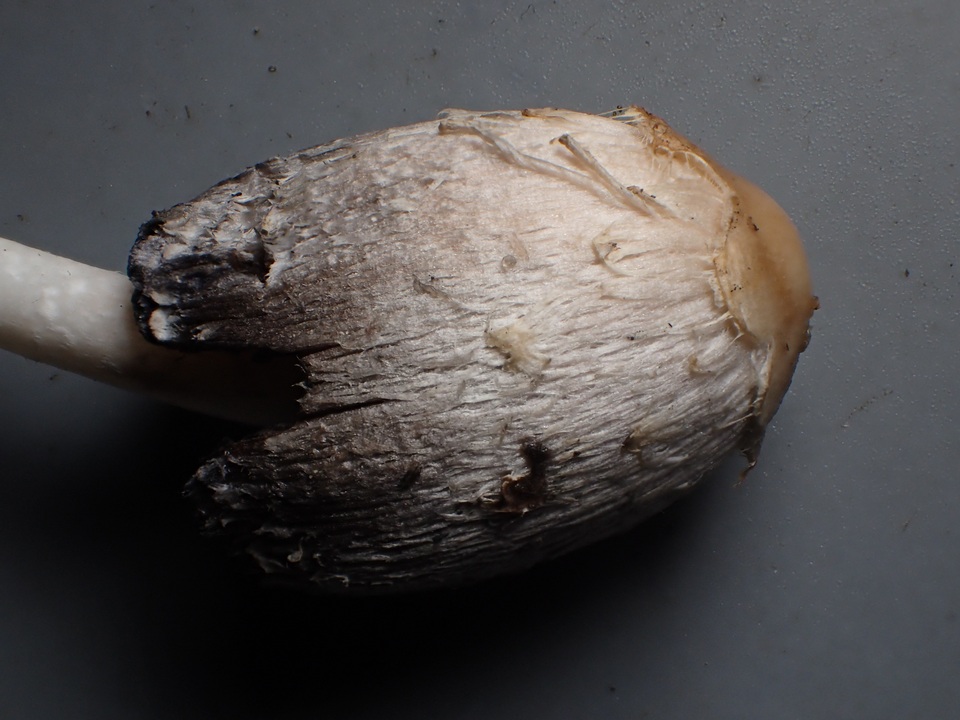 Coprinus palmeranus image